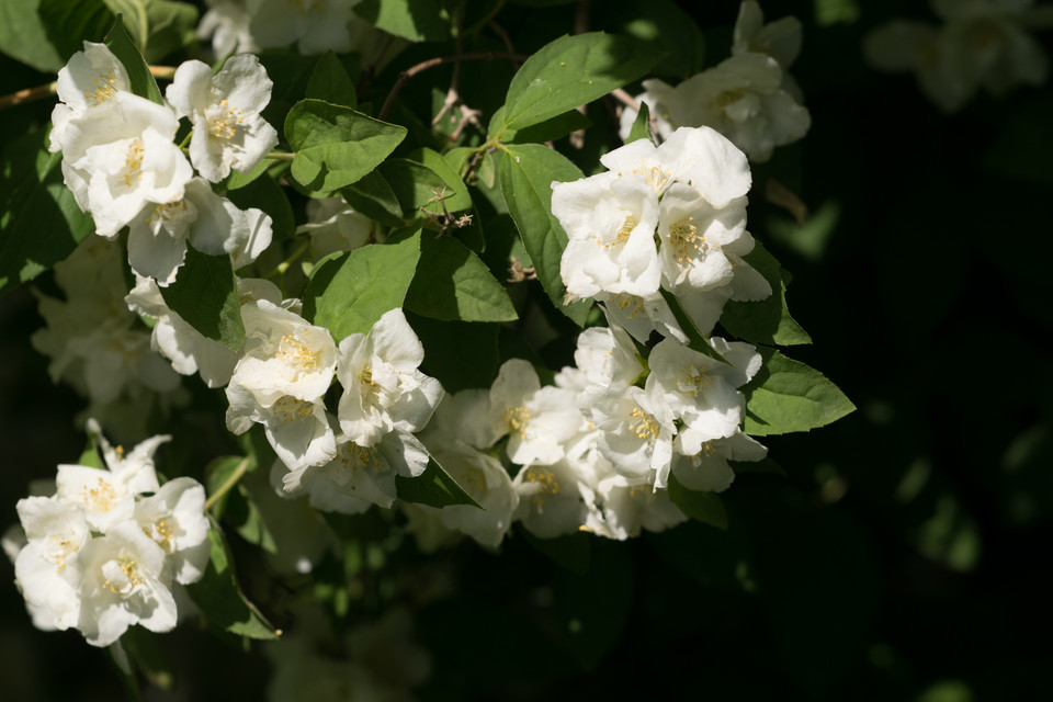 Gartenjasmin Bouquet Blanc