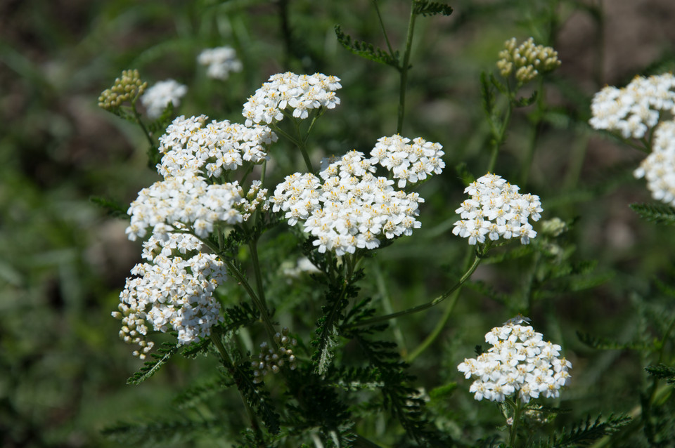 Garten Navi Echte Schafgarbe Achillea Millefolium Wildform 