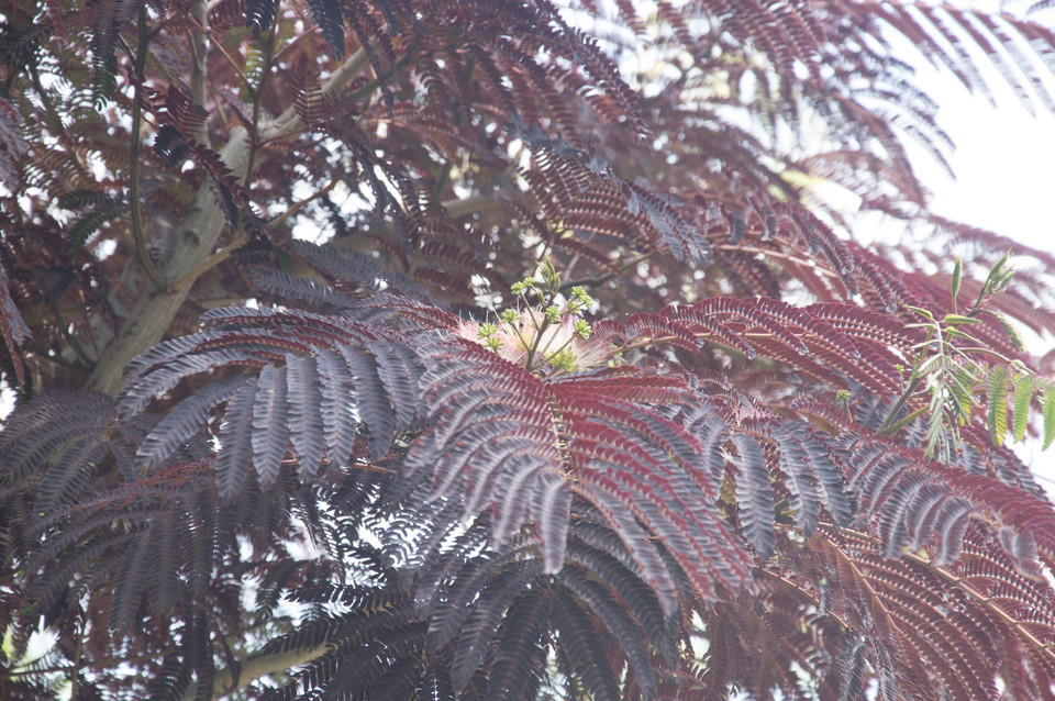 Rotlaubiger Seidenbaum Summer Chocolate Ombrella