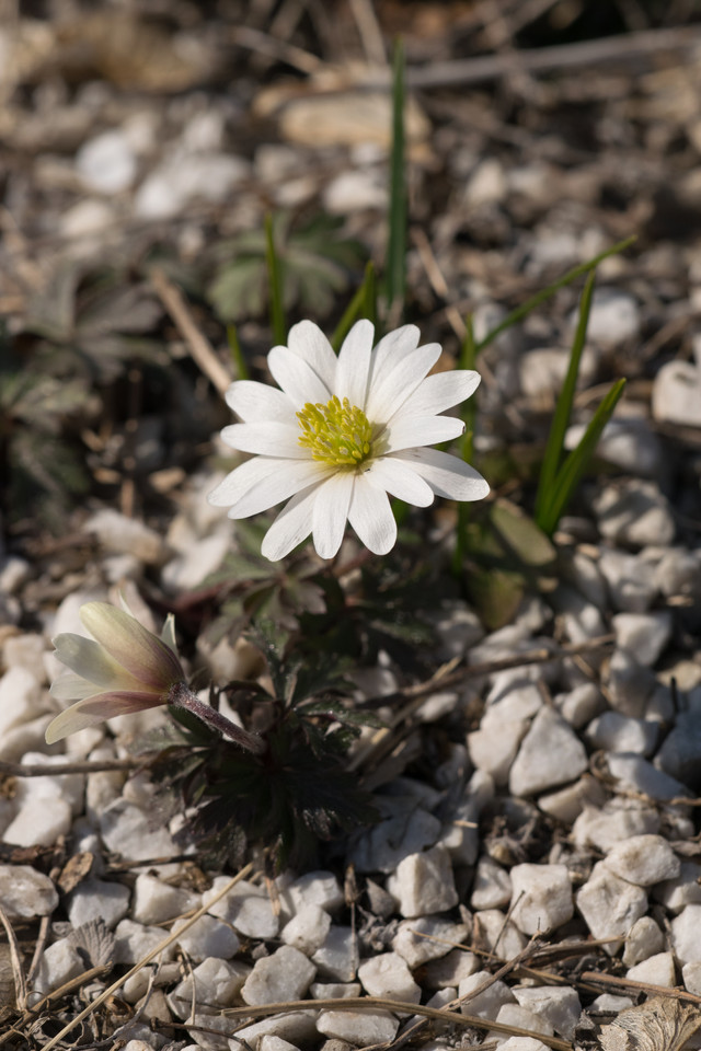 Frühlings-Anemone White Splendour
