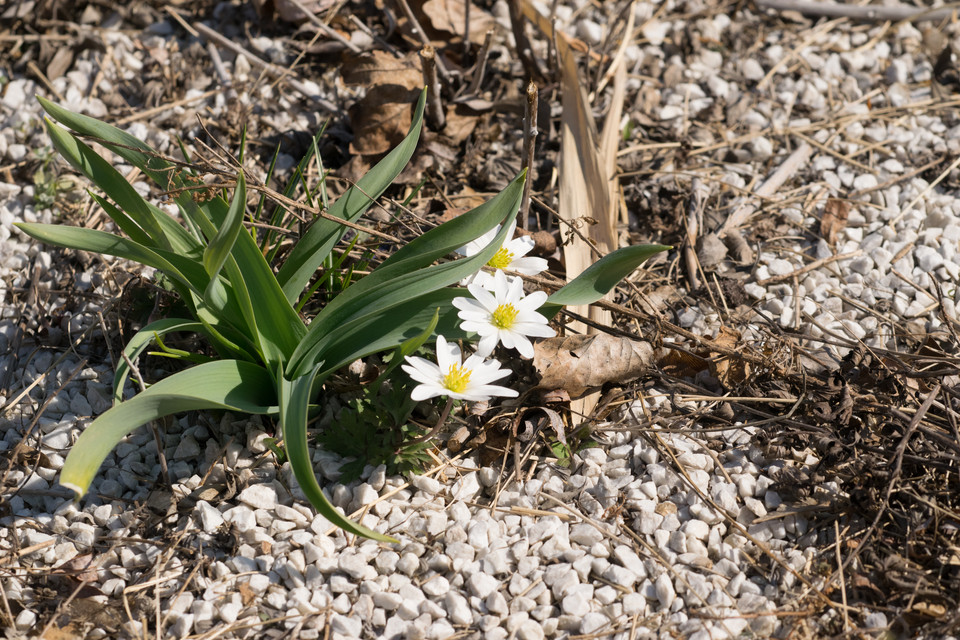 Frühlings-Anemone White Splendour