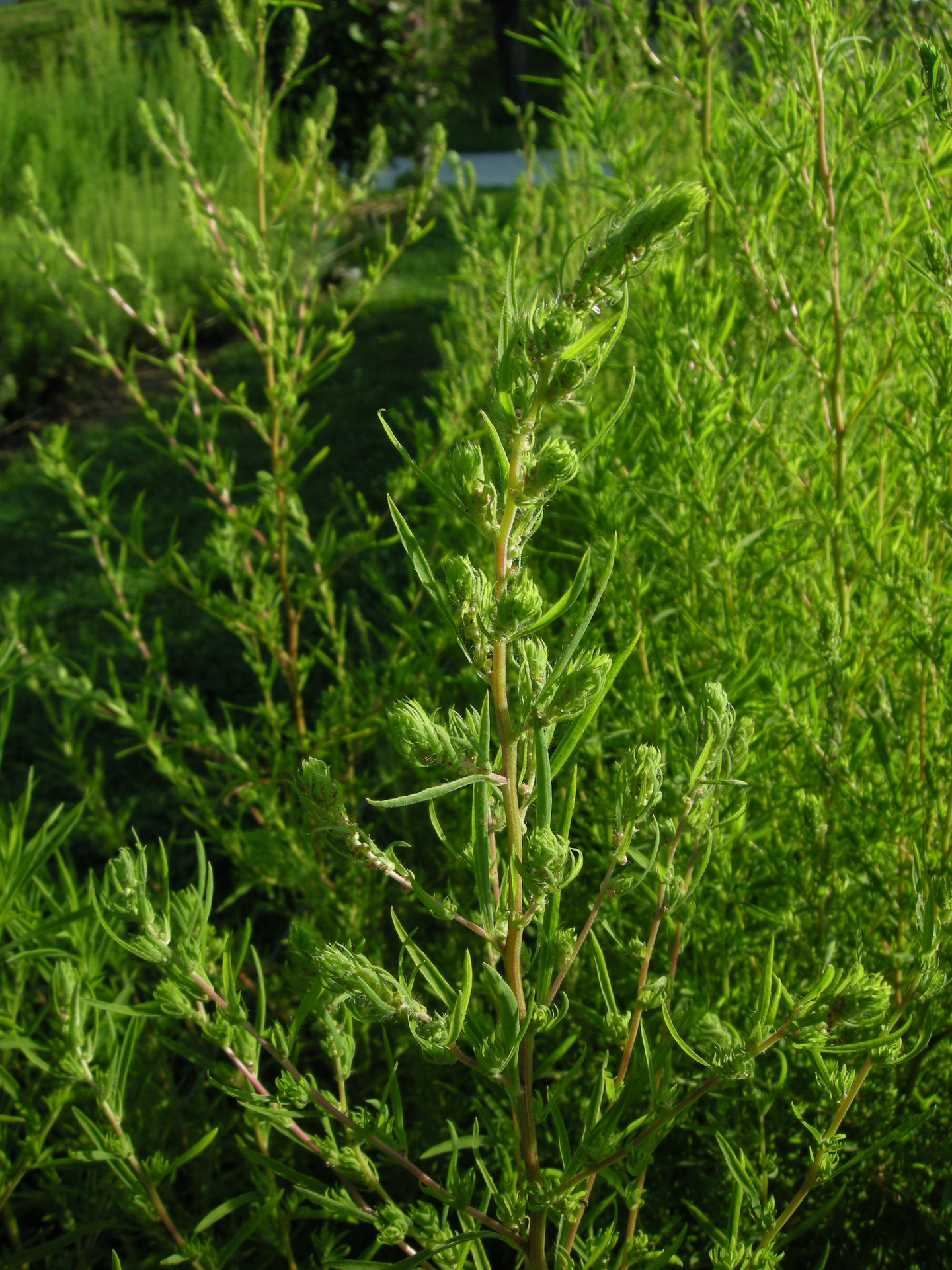 Garten Navi Besen Radmelde Bassia Scoparia Garten Navi Besen Radmelde Bassia Scoparia