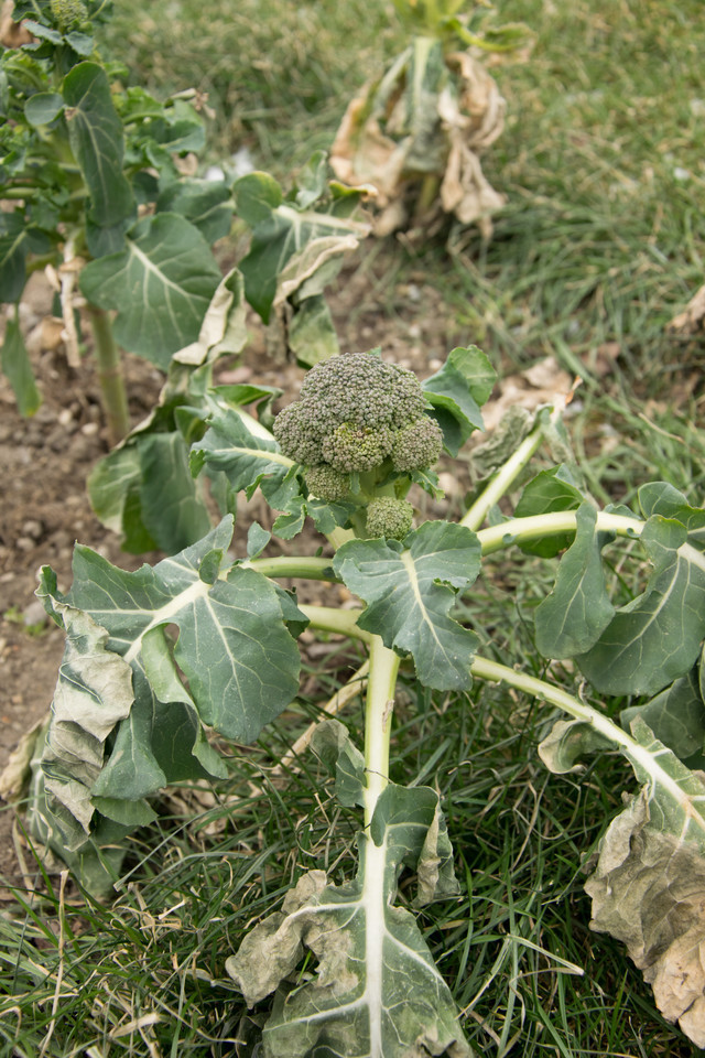 Brokkoli Sommer-, Herbstanbau