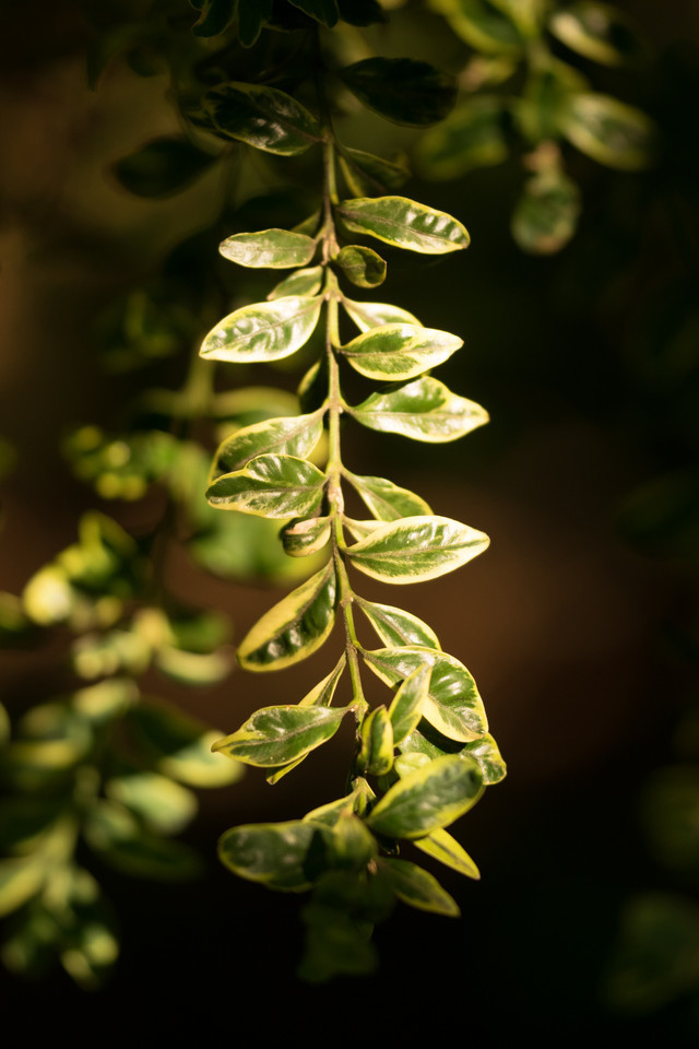 Buntlaubiger Buchsbaum Argenteo-variegata