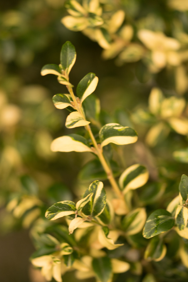 Buntlaubiger Buchsbaum Aureo-variegata