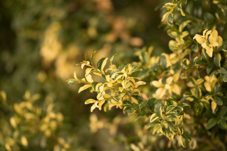 Buntlaubiger Buchsbaum Aureo-variegata