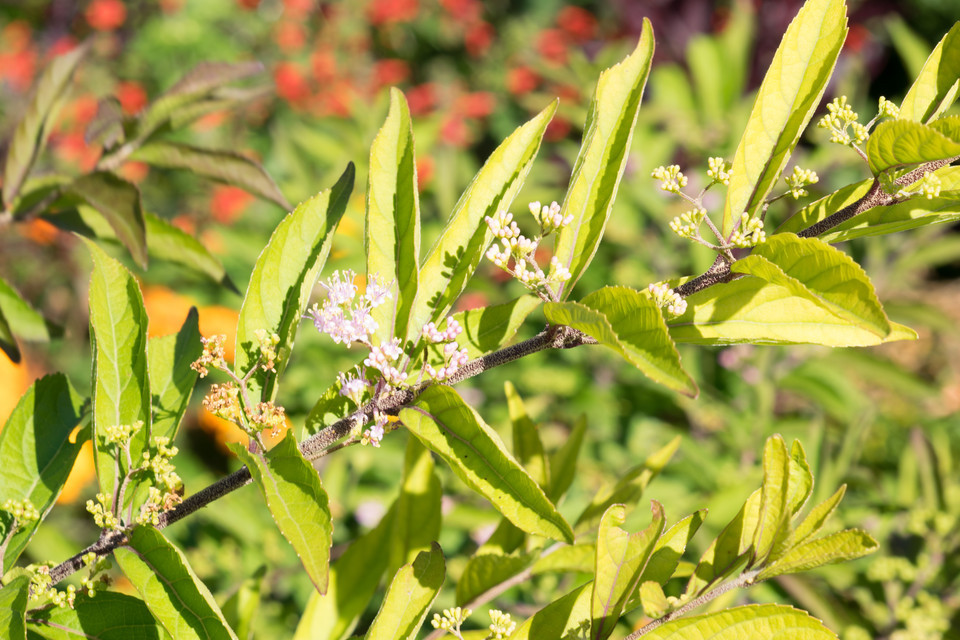Purpur-Schönfrucht Issai