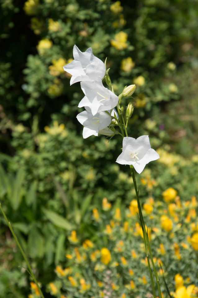 Weiße Pfirsichblättrige Glockenblume Alba