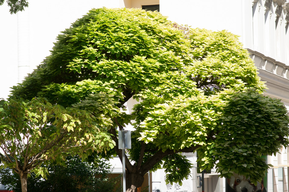 Kugel-Trompetenbaum Nana