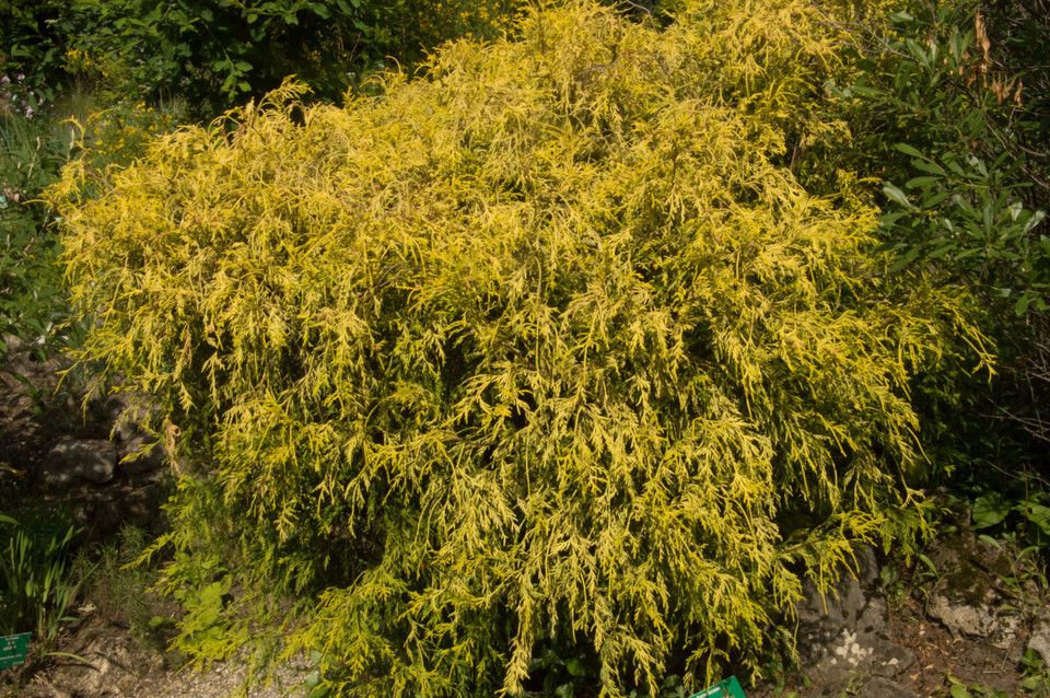 Gelbe Zwerg-Fadenzypresse Filifera Golden Mop