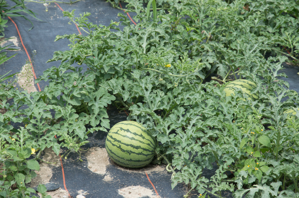 Wassermelone Sorten