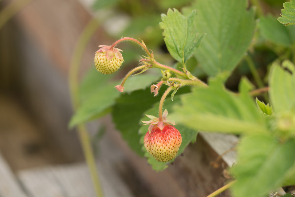 Garten-Erdbeere Ostara (öftertragend)