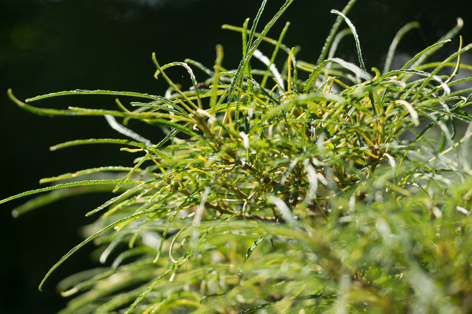 Farnblättriger Faulbaum Asplenifolia