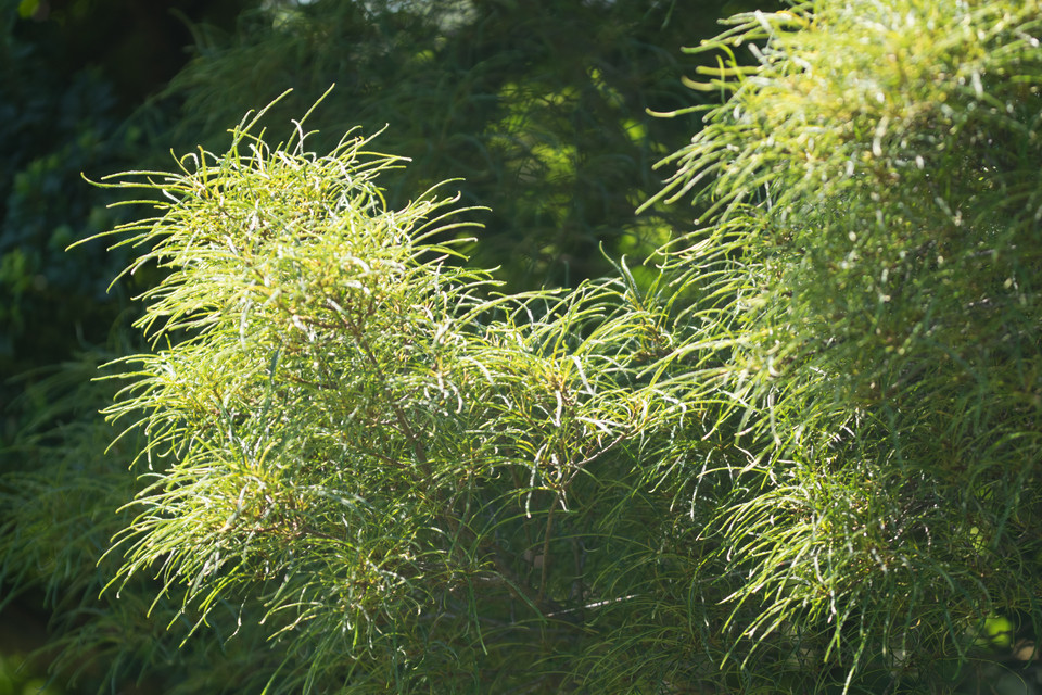 Farnblättriger Faulbaum Asplenifolia