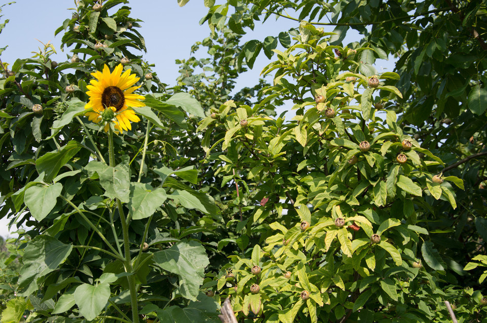 Sonnenblume Sorten