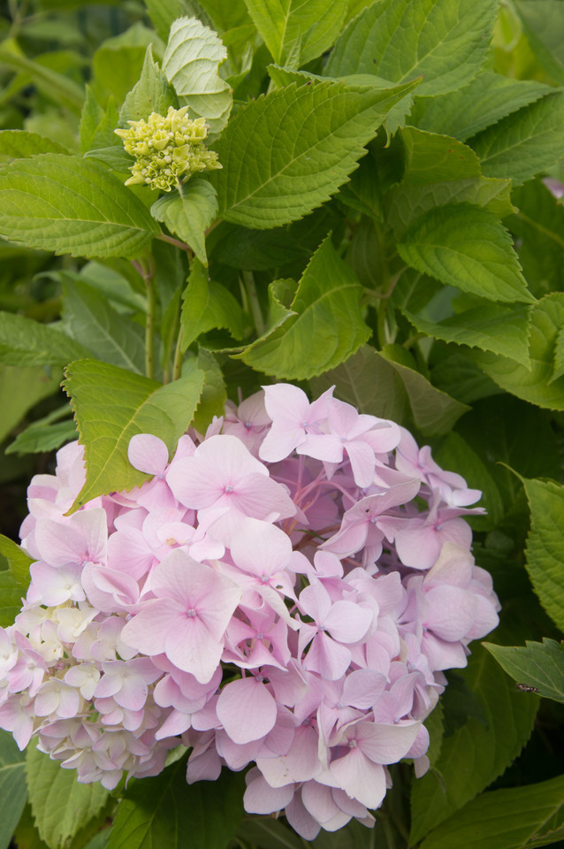 Garten-, Bauern-Hortensie Bouquet Rose