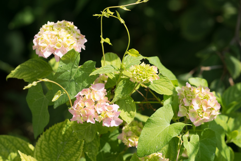 Garten-, Bauern-Hortensie Bouquet Rose