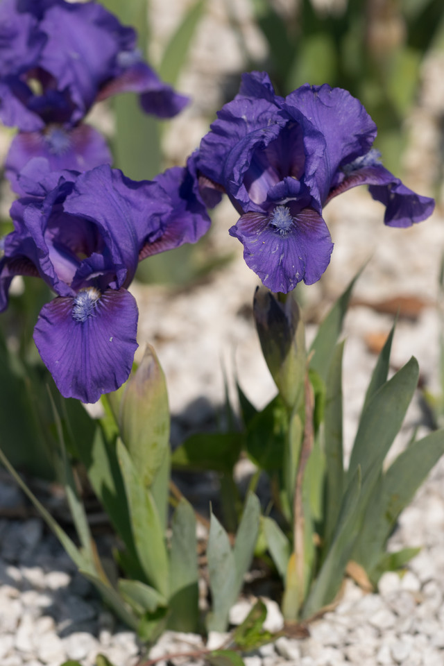Niedrige Barte-Iris (Sorten)