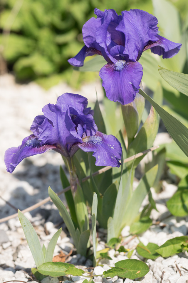 Niedrige Barte-Iris (Sorten)