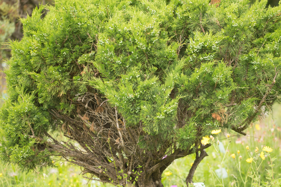 Sadebaum Cupressifolia