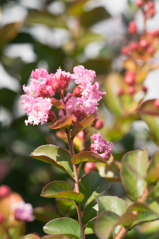 Lagerstroemia Pink