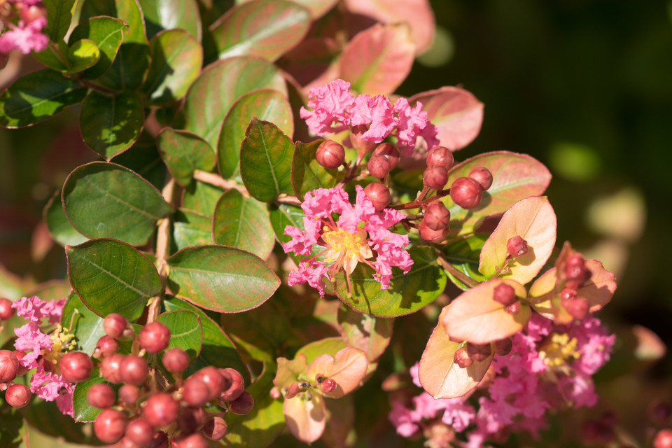 Lagerstroemia Pink