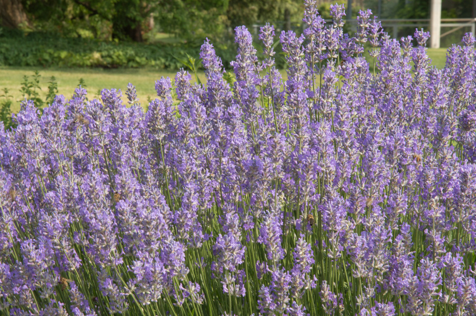 Schmalblatt-Lavendel Middachten