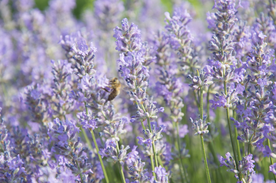 Schmalblatt-Lavendel Middachten