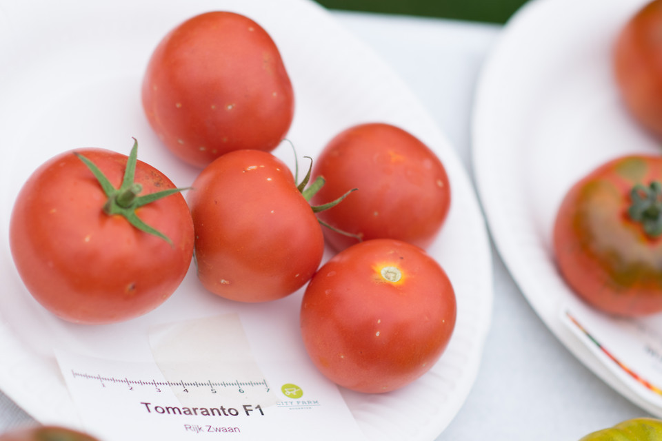 Salattomate Salat-Tomate