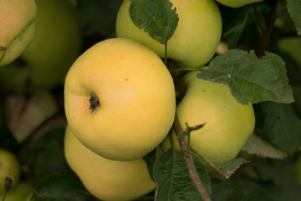 Kulturapfel Apfel aus Croncels