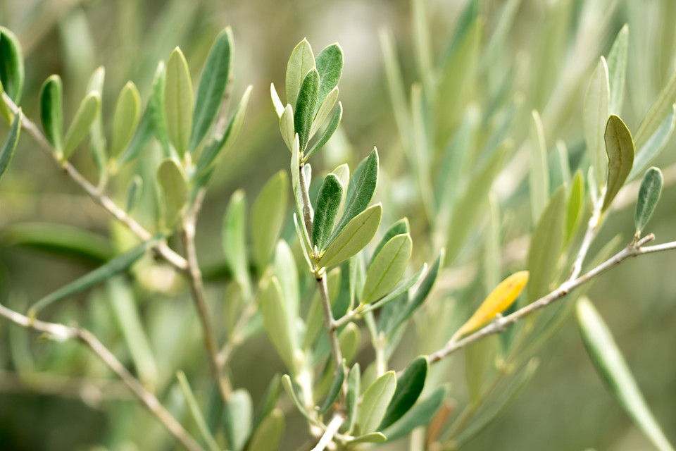 Olive frostharte Sorten