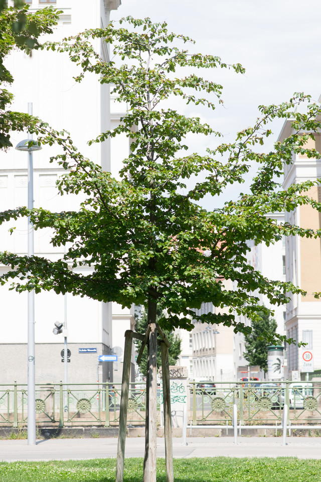 Persischer Eisenholzbaum