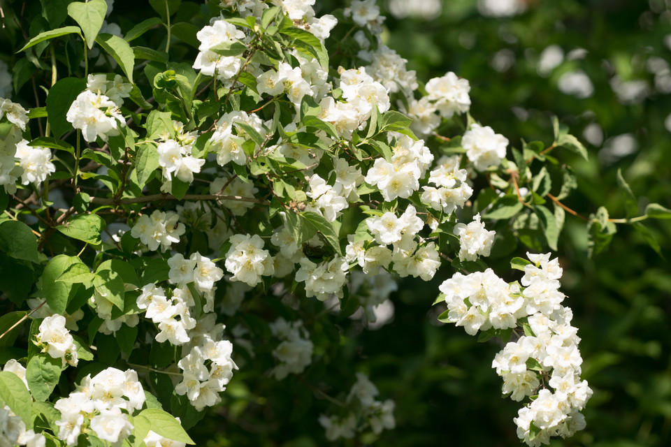 Gartenjasmin Bouquet Blanc