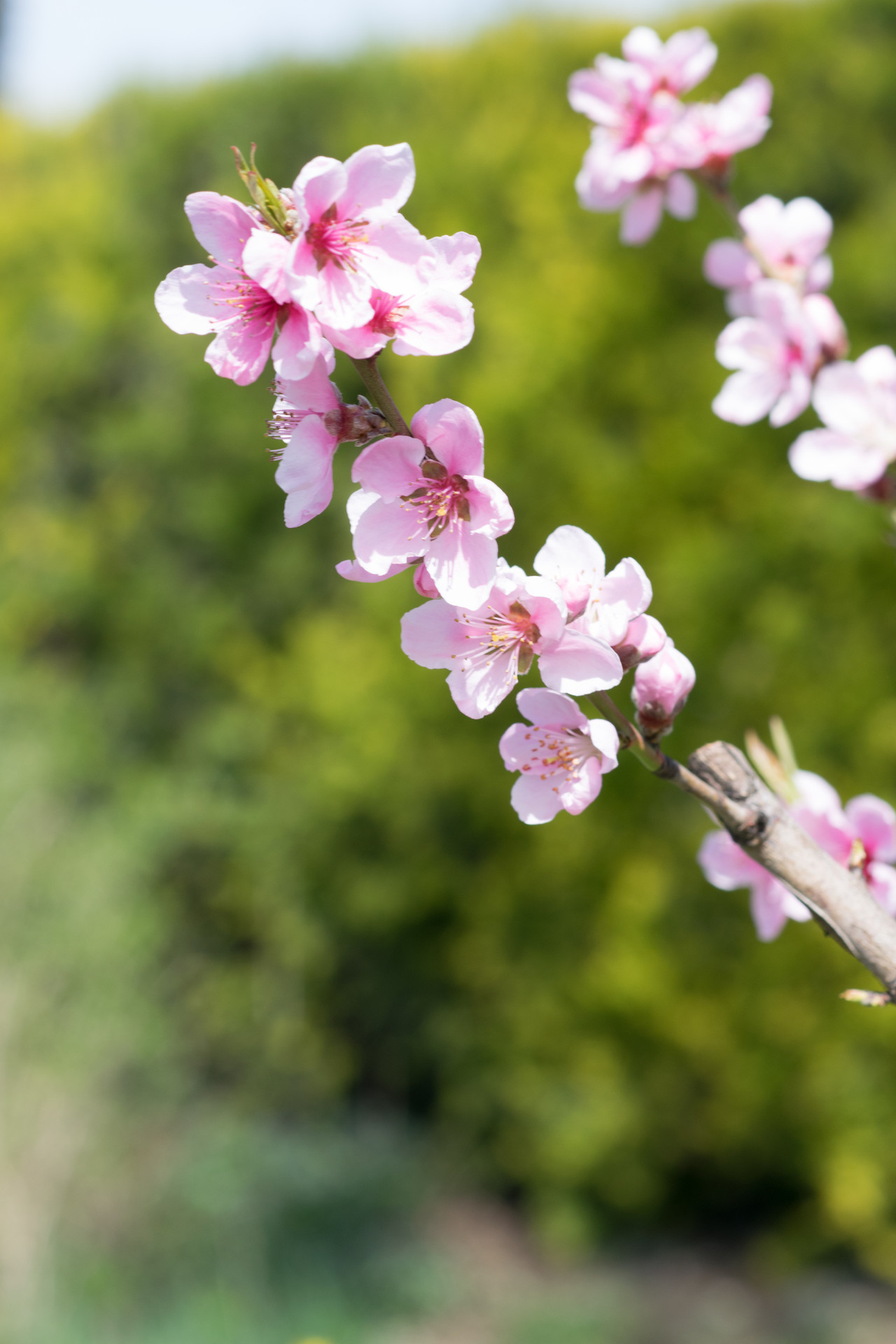 Pesco Saturnino O Platicarpa? Ecco La Pianta Vera! Prunus Persica Da Esterno, Vaso 19cm, Altezza 150cm Circa - Frutto Dolcissimo