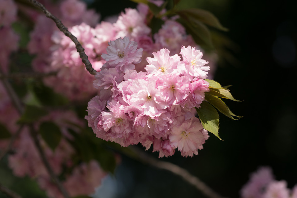Japanische Blütenkirsche Kanzan