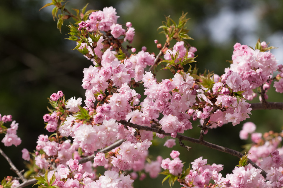 Hänge-Blütenkirsche Kiku-Shidare-Zakura