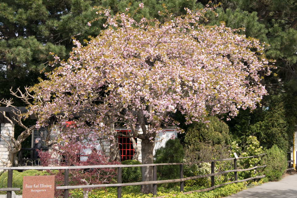 Hänge-Blütenkirsche Kiku-Shidare-Zakura