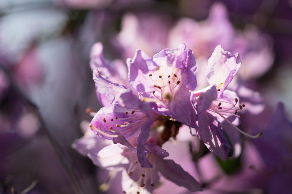 Augustines Rhododendron großblumige Hybriden