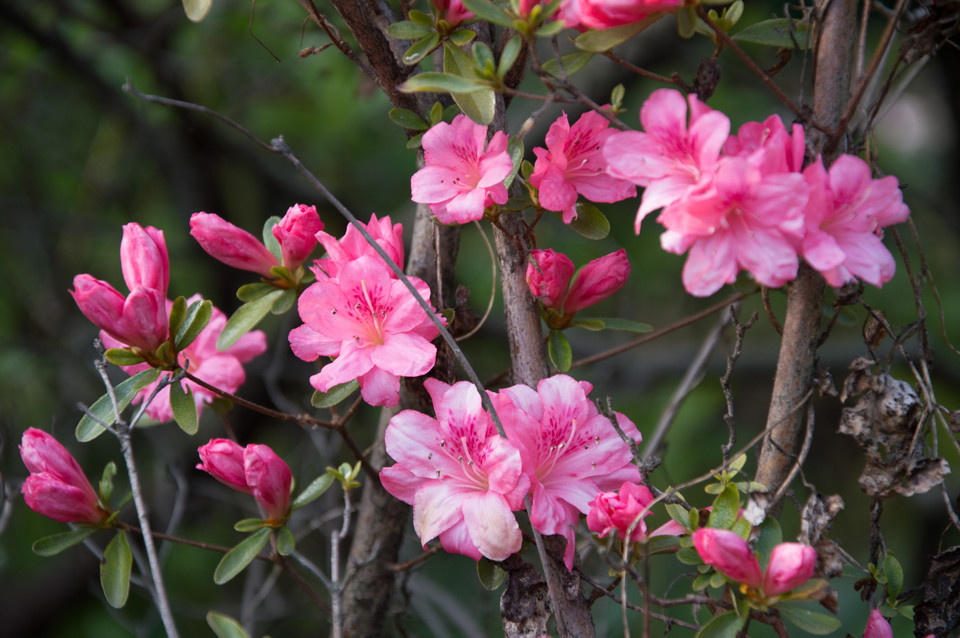 Rhododendron (großblumige Hybriden) Diana
