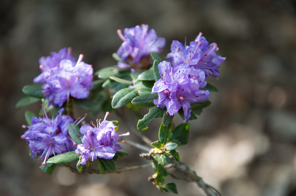 Veilchenblauer Rhododendron (kleinblumige Hybriden) Sorten