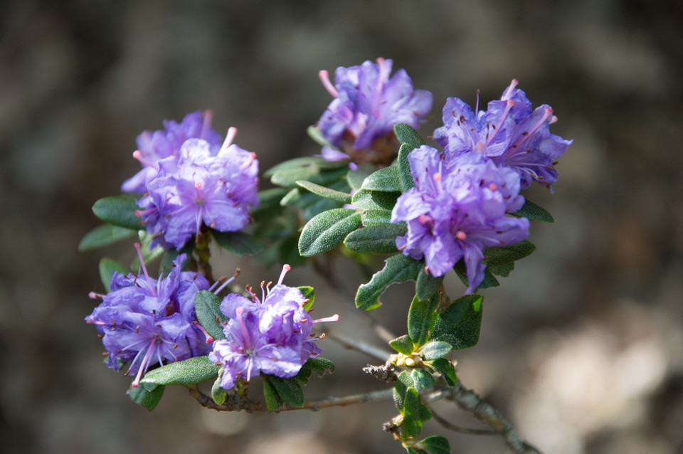 Veilchenblauer Rhododendron (kleinblumige Hybriden) Sorten