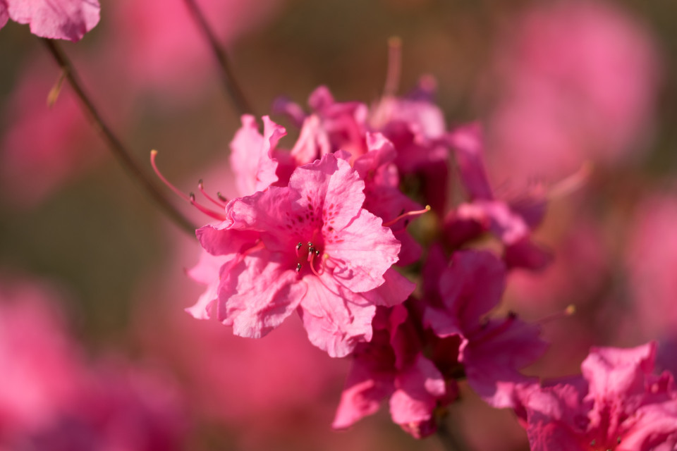 Rhododendron (großblumige Hybriden) Lachsrosa