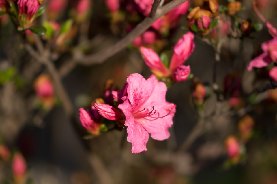 Rhododendron (großblumige Hybriden) Lachsrosa