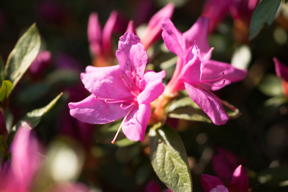 Makinoi-Rhododendron Sorten