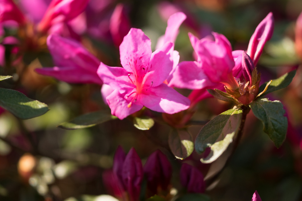 Makinoi-Rhododendron Sorten