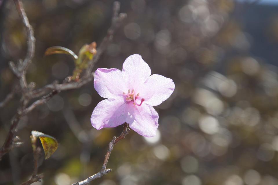 Vorfrühlings-Alpenrose