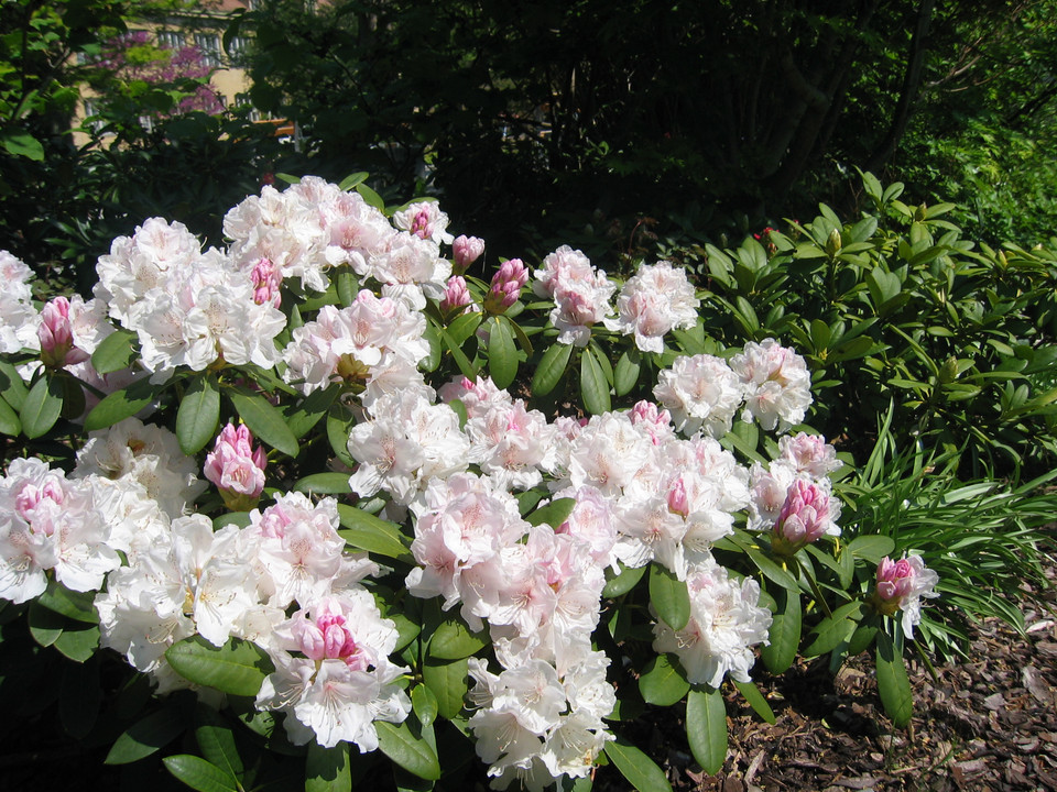 Rhododendron (großblumige Hybriden) Schneekrone