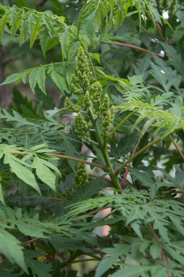 Geschlitztblättriger Essigbaum Laciniata