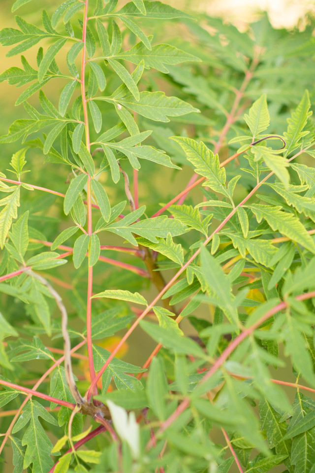 Geschlitztblättriger Essigbaum Laciniata
