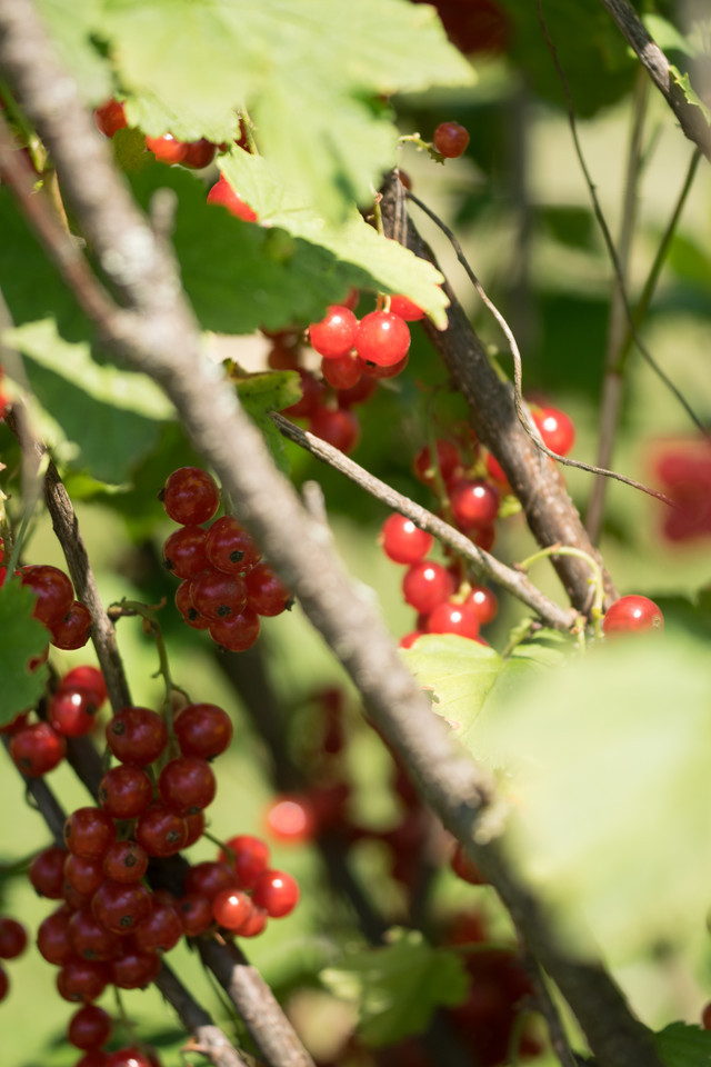 Rote Garten-Johannisbeere Fay's Fruchtbare